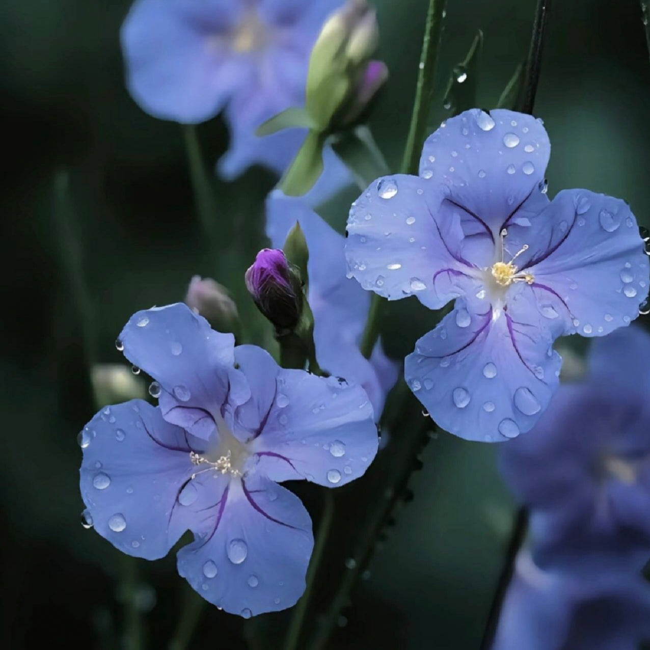 Tradescantia Seeds-the Symbol of Respect