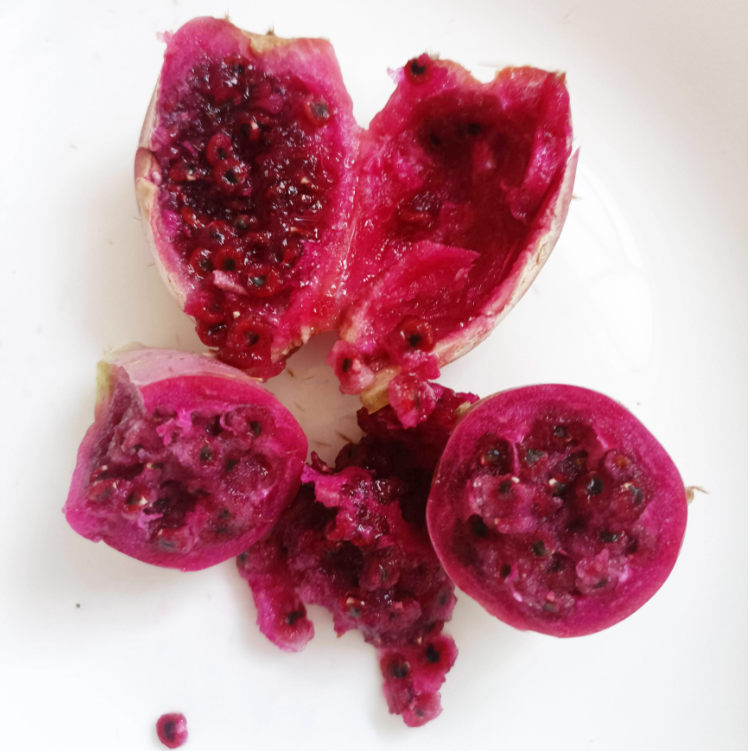Edible Nopales Prickly Pear Cactus Seeds