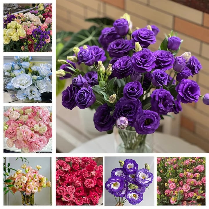 🌺 Lisianthus (Thornless Rose) — Elegance, Color & Year-Round Beauty