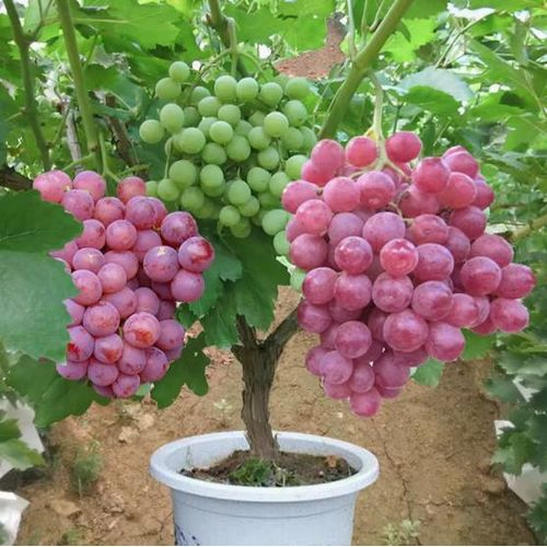 🍇Potted Grape Vine Seeds