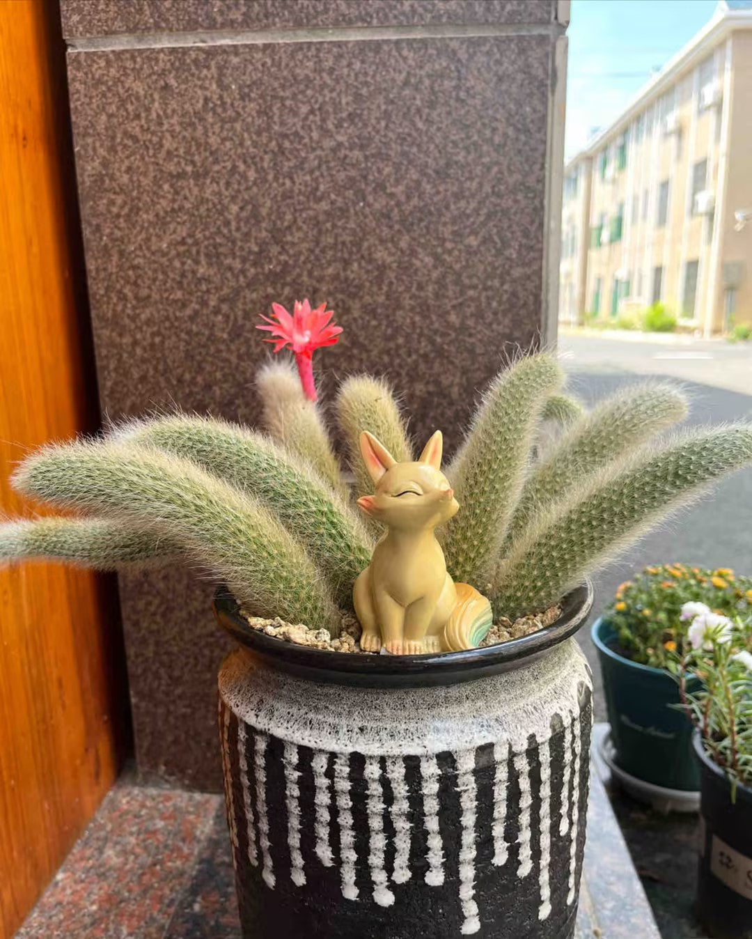 Monkey Tail Cactus Seeds-Nine Tailed Fox