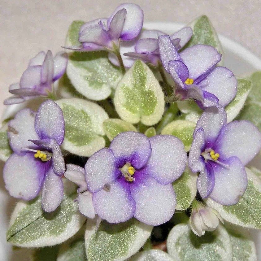 Mixed Miniature Variegated African Violet Seeds