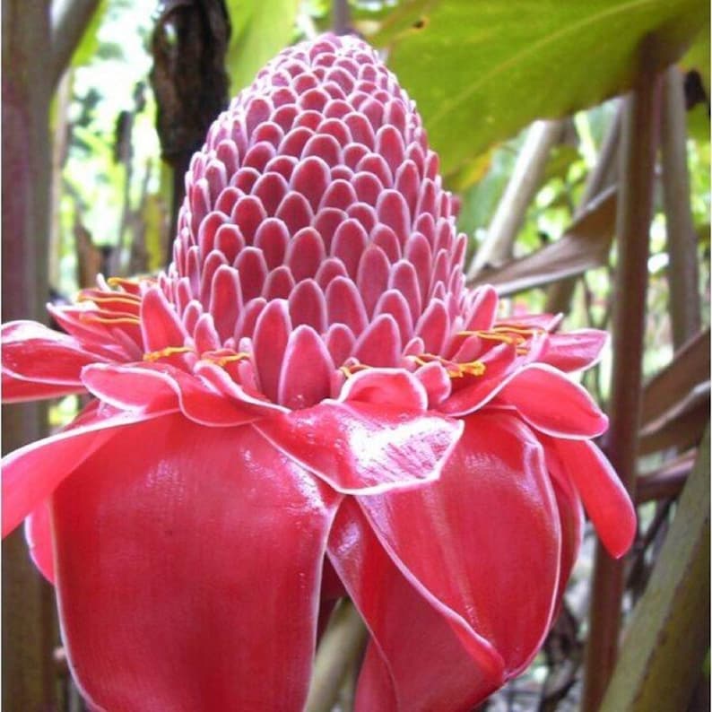 Torch Ginger - Etlingera elatior - Rare Species