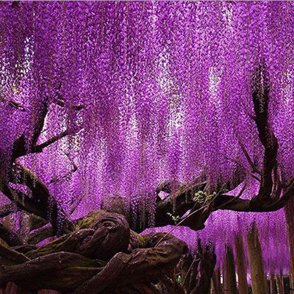 Wisteria Flower Seeds Nature's Purple Elegance
