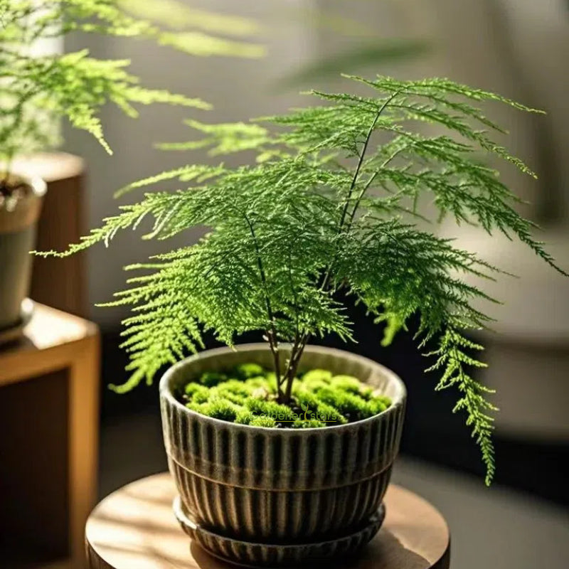 🌿 Asparagus Fern Seeds – Elegant, Lush Greenery for Any Space! 🌿✨