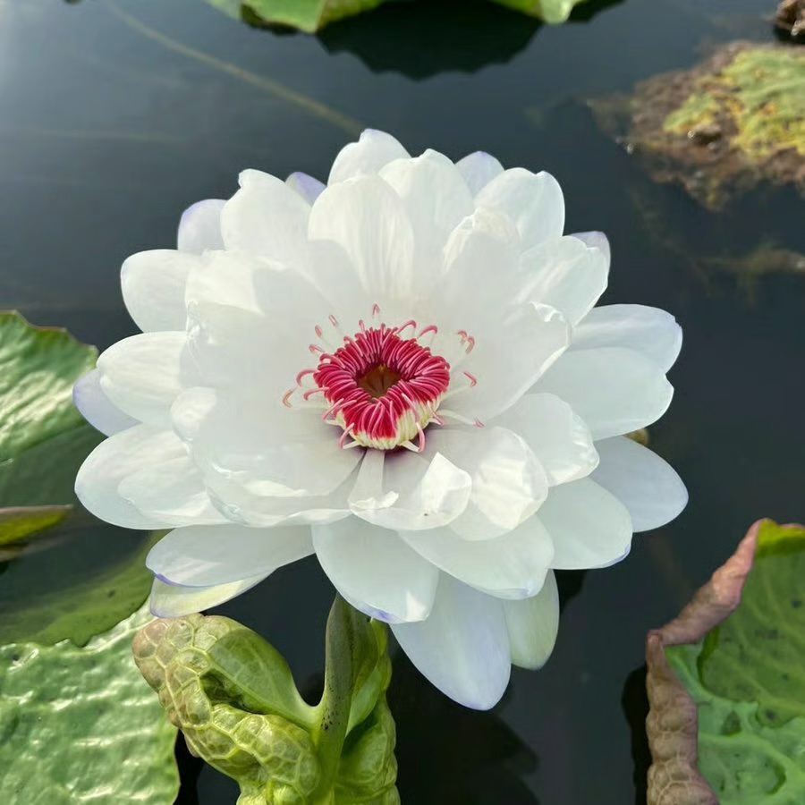 🌸 Hydroponic Lotus — Fresh, Simple & Beautiful