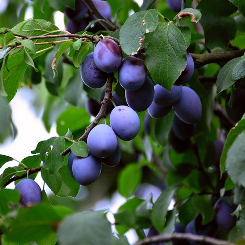 Damson Blue Plums Fruit Seeds