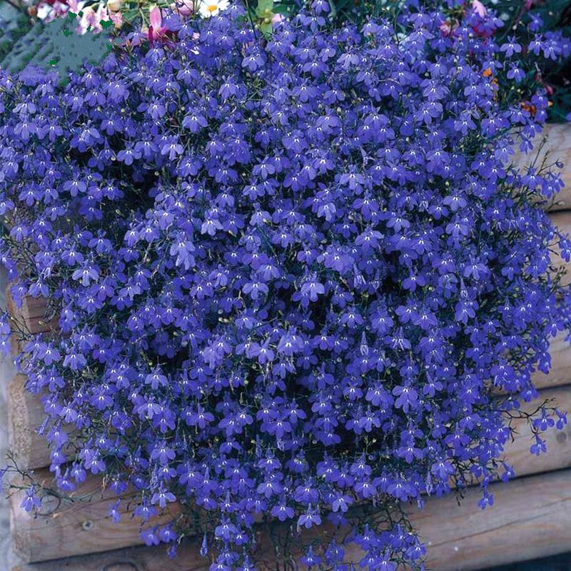 Lobelia Seeds - One of the best edging plants