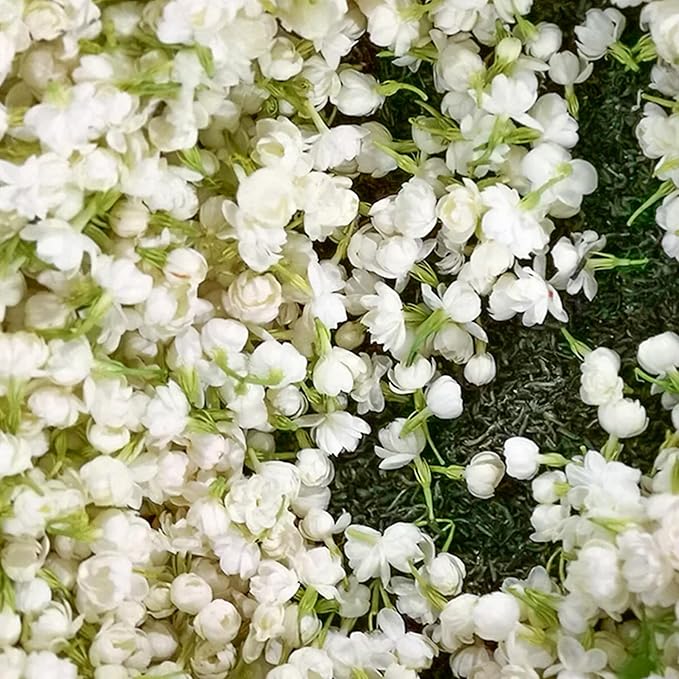 🌸Weeping Jasmine Seeds - White Jade Butterfly🌿❄️