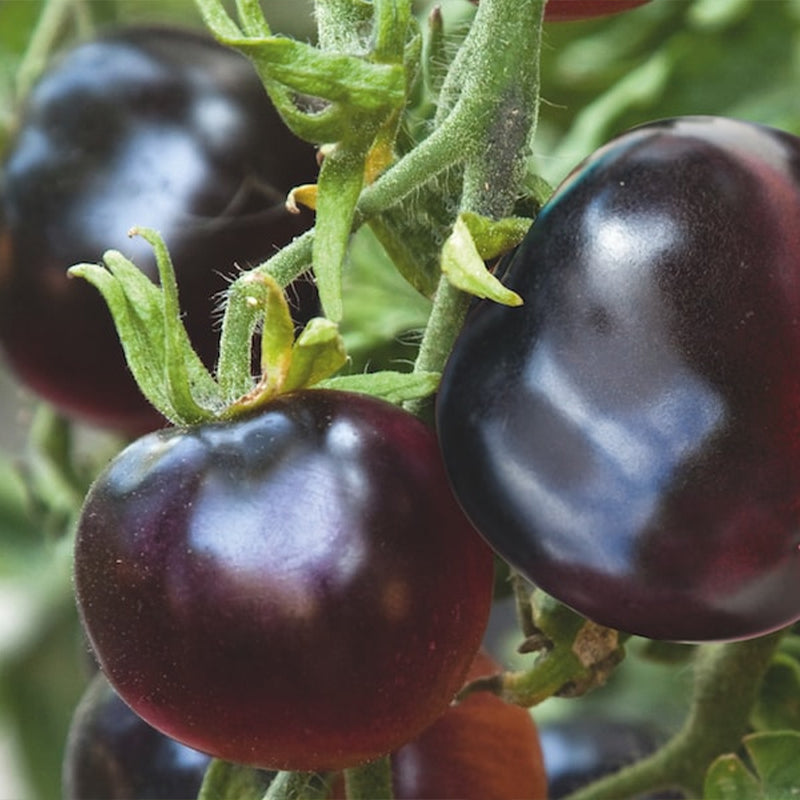 Rare Pruple Tomato Seeds No-Gmo