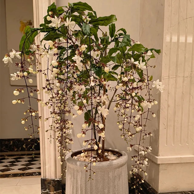 🌸Weeping Jasmine Seeds - White Jade Butterfly🌿❄️