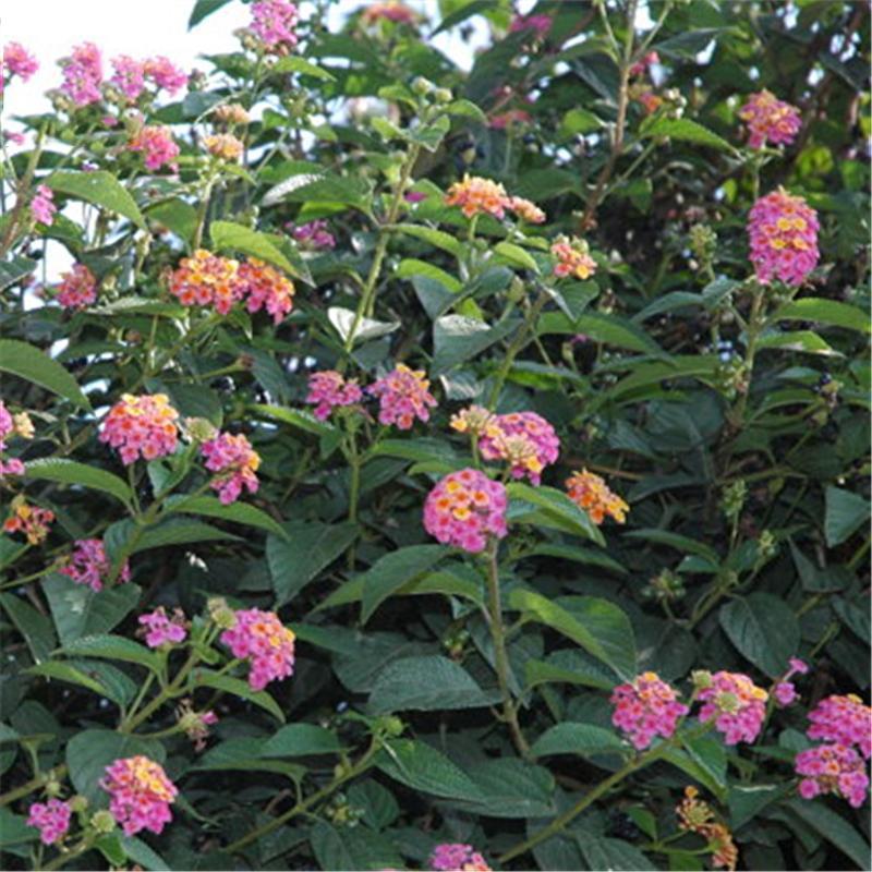 Egrow 30 Pcs/Pack Lantana Seeds Lantana Camara Tree Plan Flower Seeds Home Garden Seeds