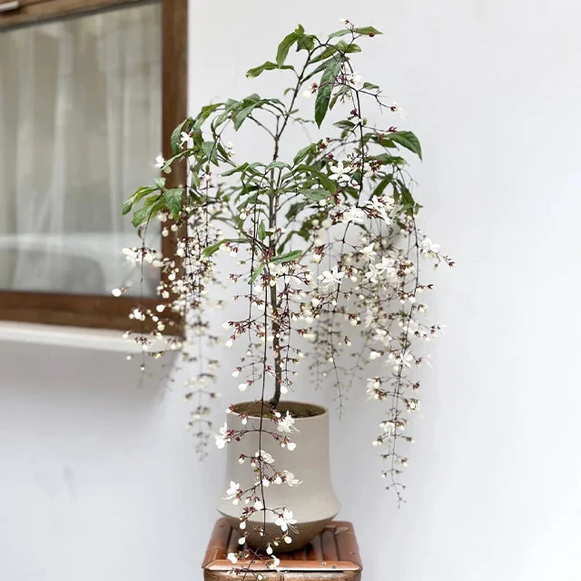 🌸Weeping Jasmine Seeds - White Jade Butterfly🌿❄️