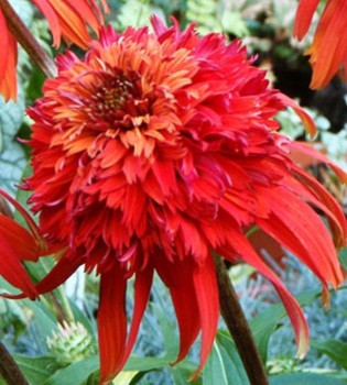 Echinacea ‘Hot Papaya’ Flower Rare Heirloom Fire Red Coneflower 50pcs/pack