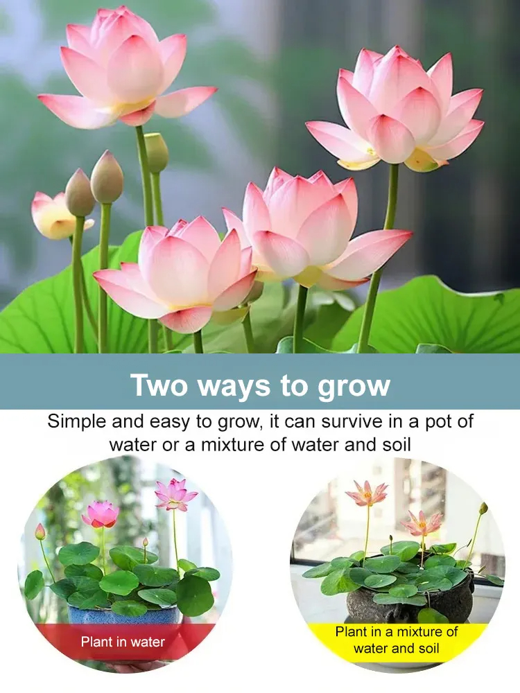 🌸 Hydroponic Lotus — Fresh, Simple & Beautiful