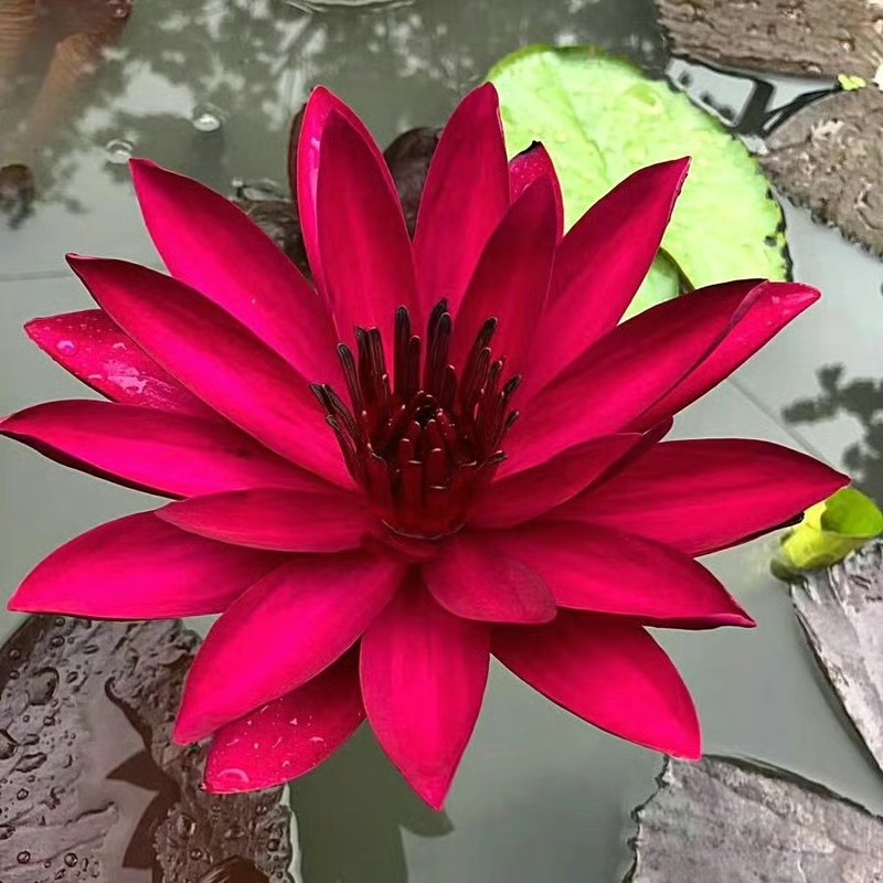 🌸 Hydroponic Lotus — Fresh, Simple & Beautiful