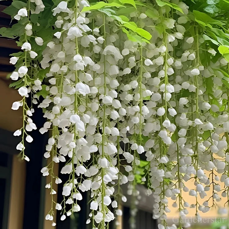 🌸Weeping Jasmine Seeds - White Jade Butterfly🌿❄️