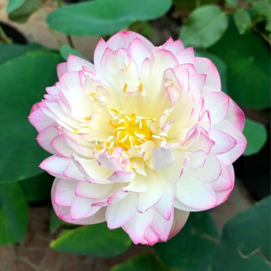🌸 Hydroponic Lotus — Fresh, Simple & Beautiful