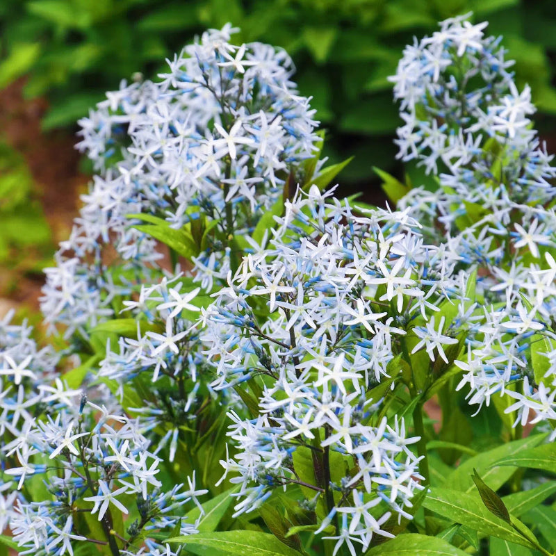 Licorice - A star representative of low-maintenance plants