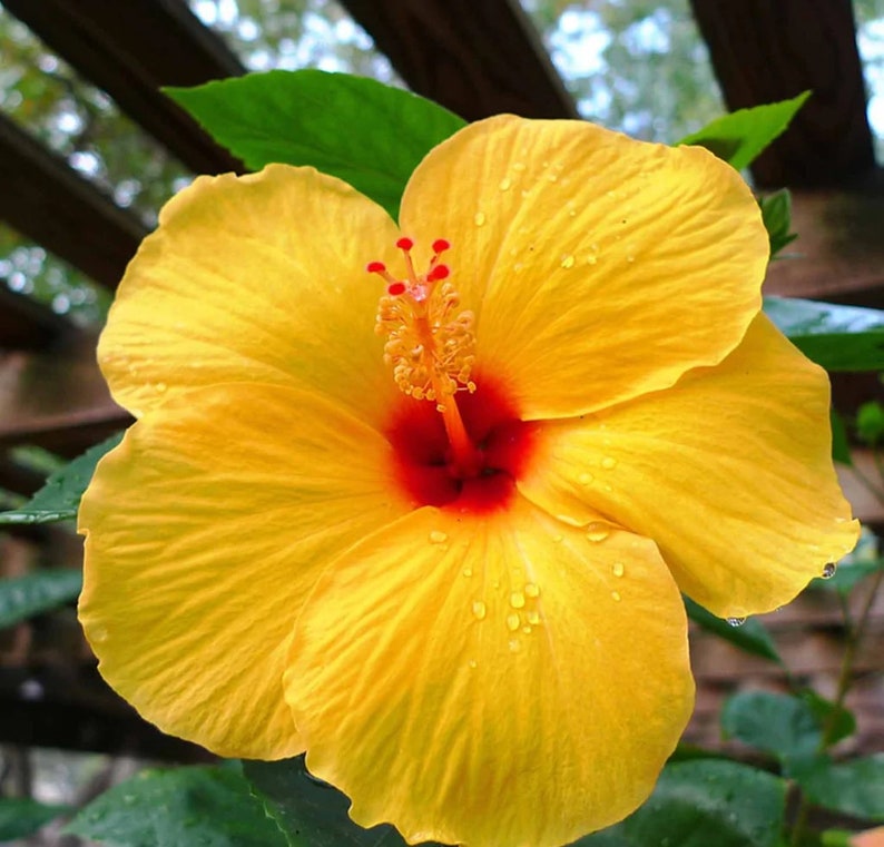 Rare Yellow Hibiscus Seeds 
