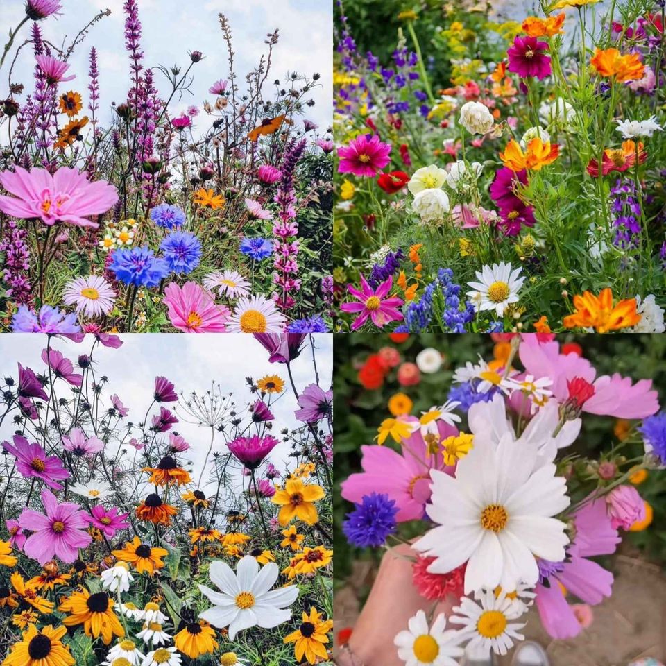 🌸Mixed Perennial Flowers Seeds-Over 60 kinds mixed