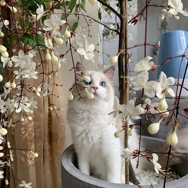 🌸Weeping Jasmine Seeds - White Jade Butterfly🌿❄️