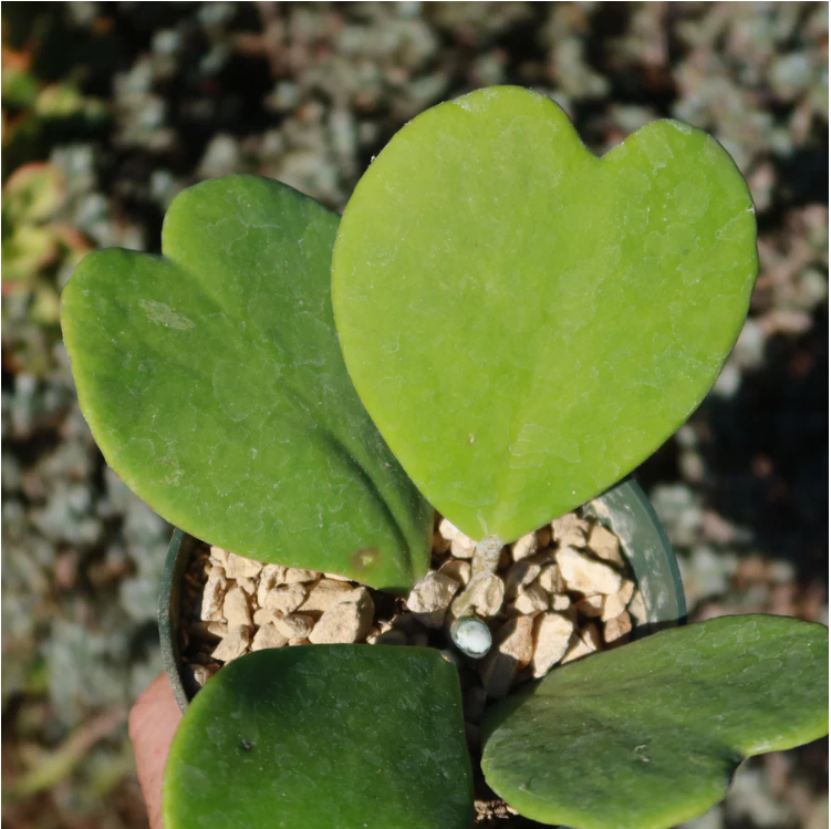 Sweetheart Hoya Seeds