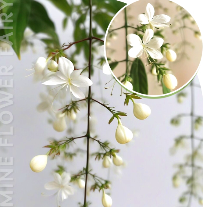 🌸Weeping Jasmine Seeds - White Jade Butterfly🌿❄️