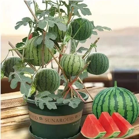 Rock Sugar Watermelon Seeds