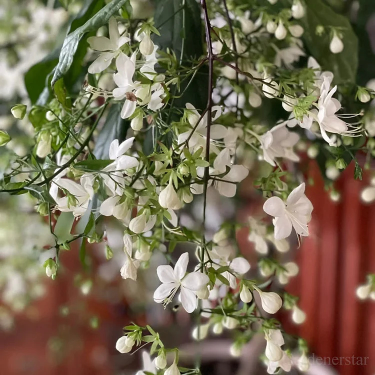 🌸Weeping Jasmine Seeds - White Jade Butterfly🌿❄️