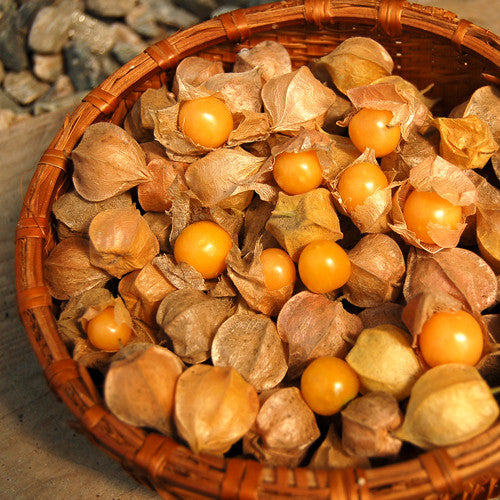Physalis Peruviana Golden Berry Seeds Lantern Fruit Seeds