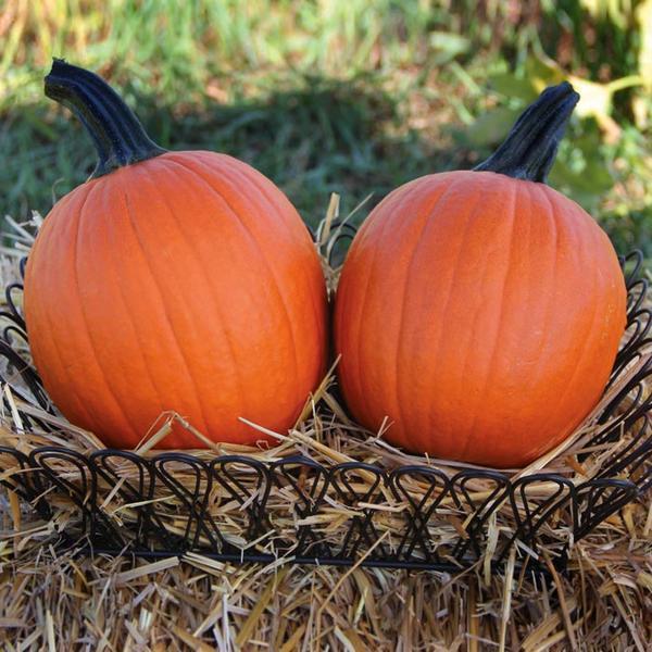 Pumpkin Bellatrix F1