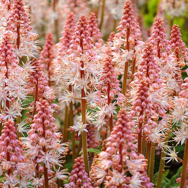 Pink Skyrocket Foam Flower