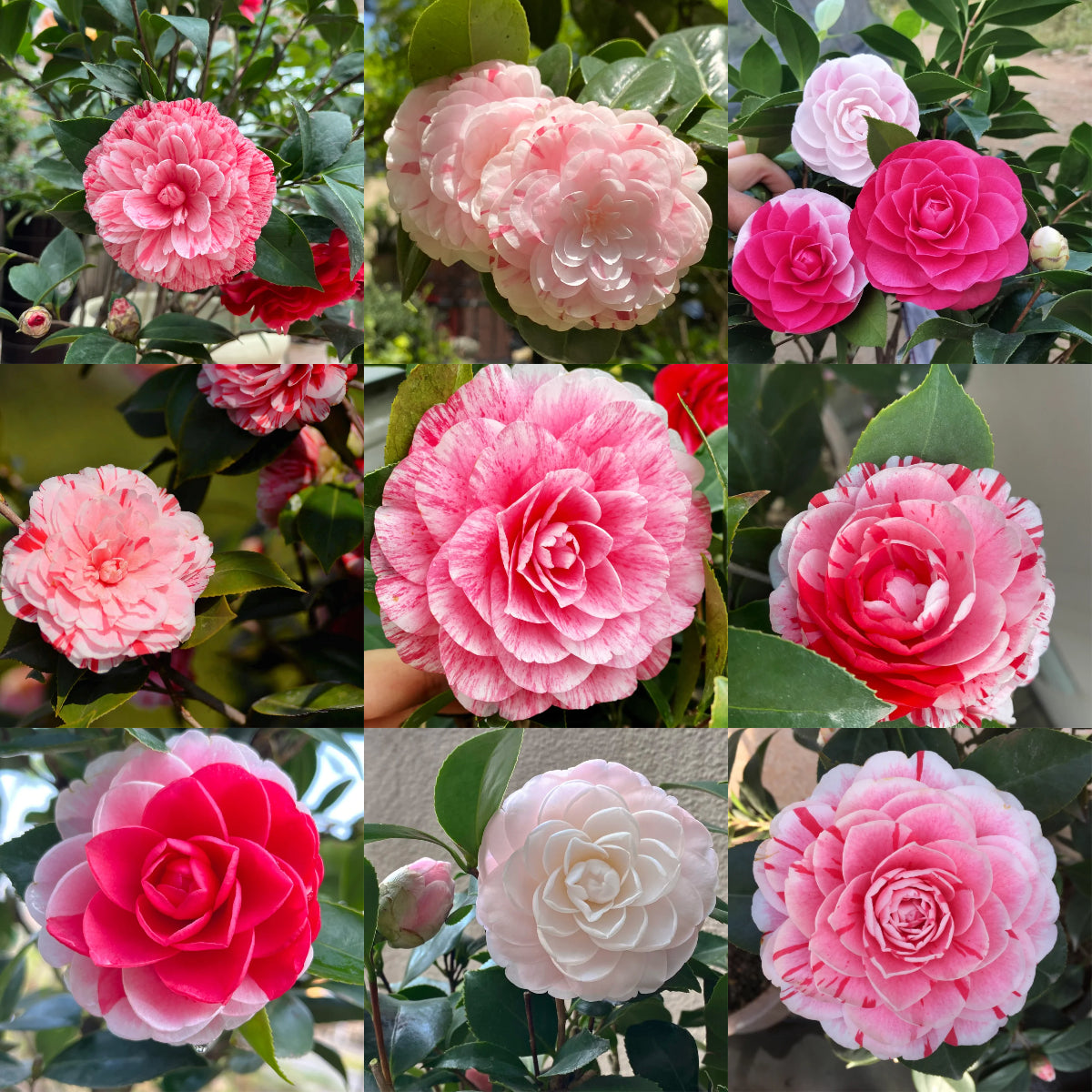 Five-color Red Camellia