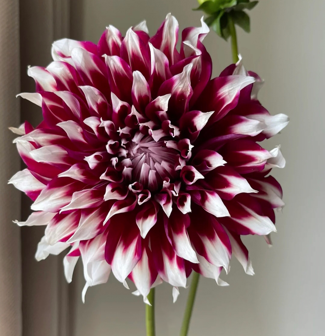 Tartan Dinnerplante Flowering Dahlia