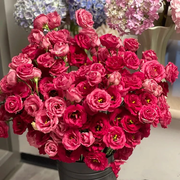 🌺 Lisianthus (Thornless Rose) — Elegance, Color & Year-Round Beauty