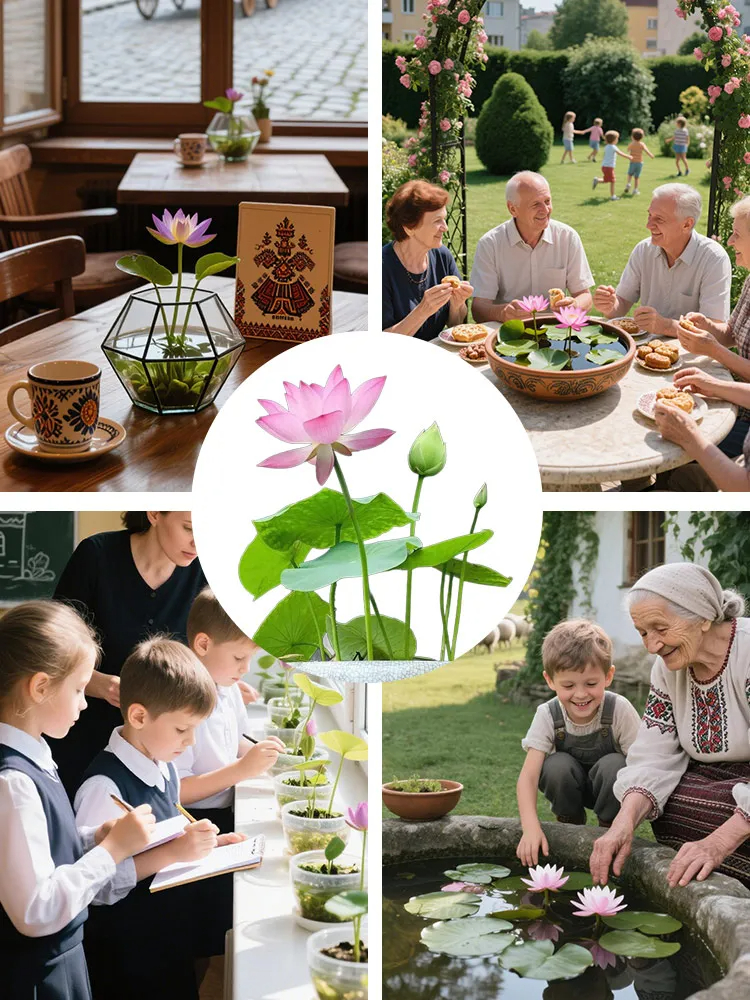 🌸 Hydroponic Lotus — Fresh, Simple & Beautiful