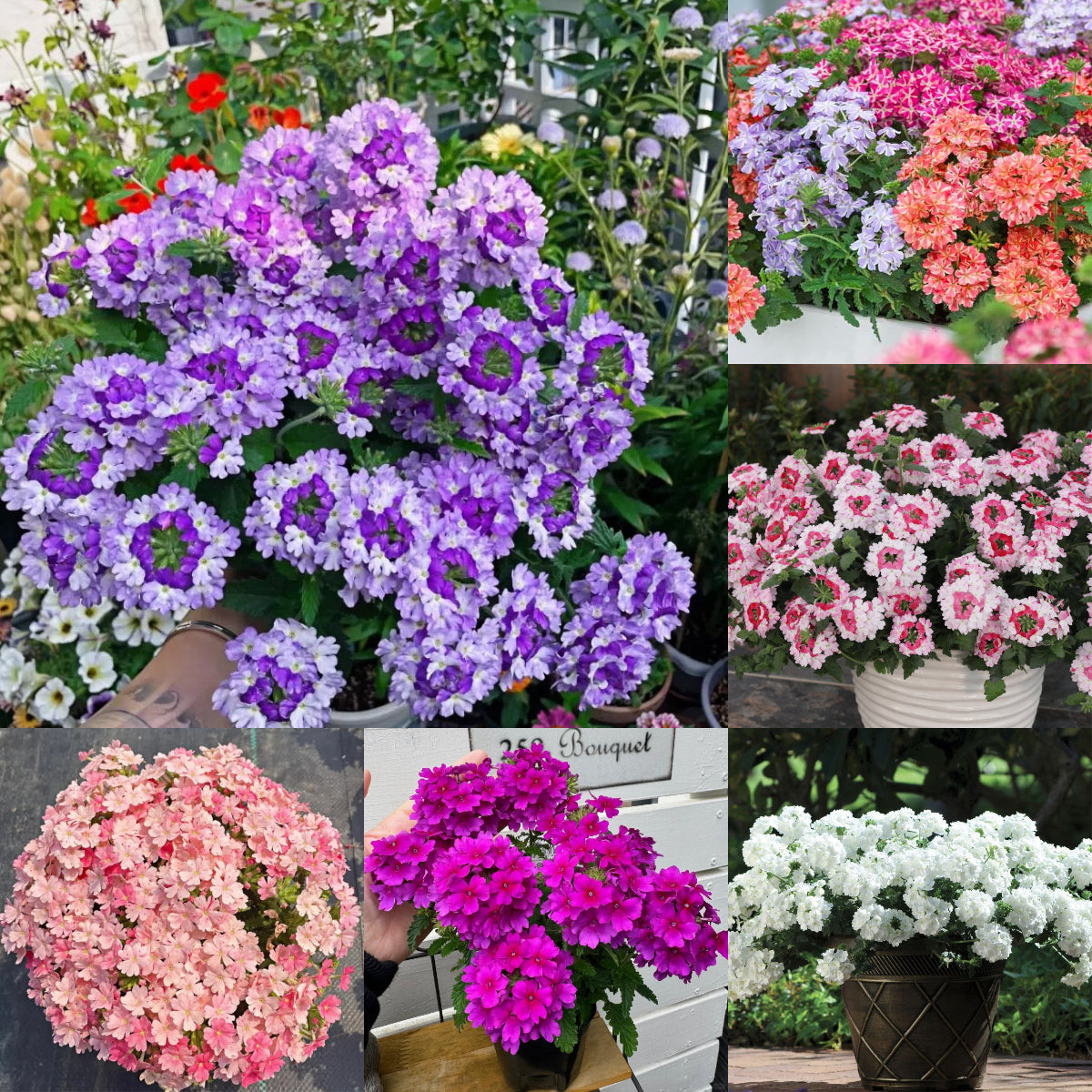 💐Garden Verbena Seeds