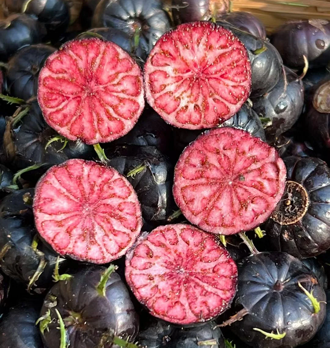 Red Fruit Ginseng Seeds-Spider Fruit