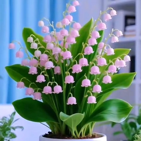 💐Lily of the Valley—Happiness Arrives