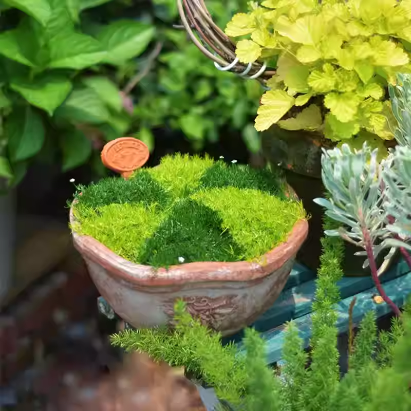 🌳Irish Moss Pearl Grass Seeds for Garden Yard Lawn