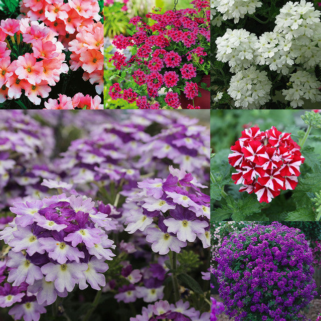 💐Garden Verbena Seeds