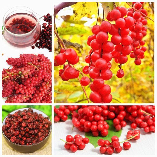 Egrow 50Pcs(100Pcs)/Pack Schisandra Seeds Chinese Magnolia Vine Edible Garden Fruit Tree Seed DIY Plants