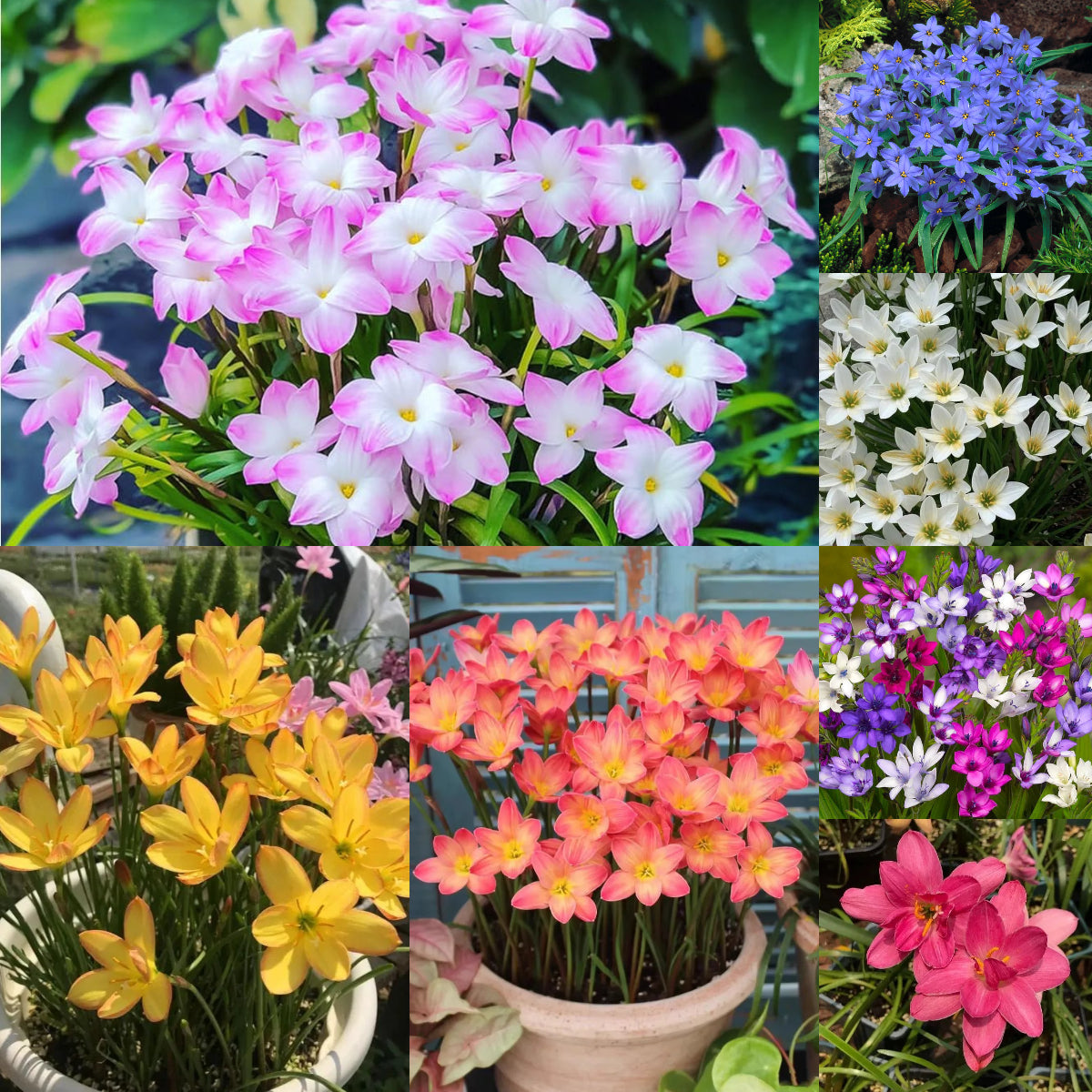 Rain Orchid Bulbs-Blooms once the next rain falls