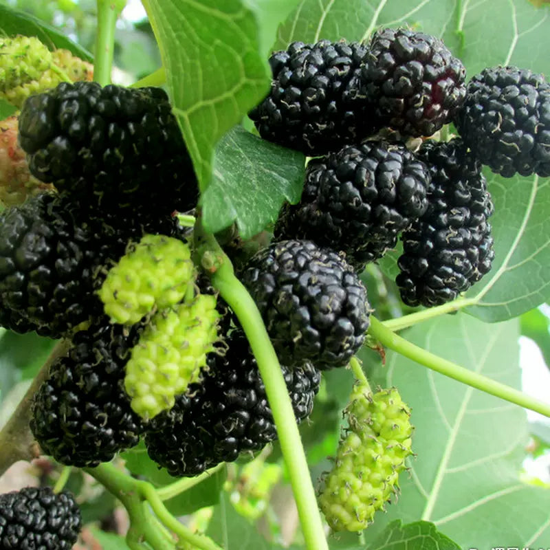 Black Mulberry Seeds
