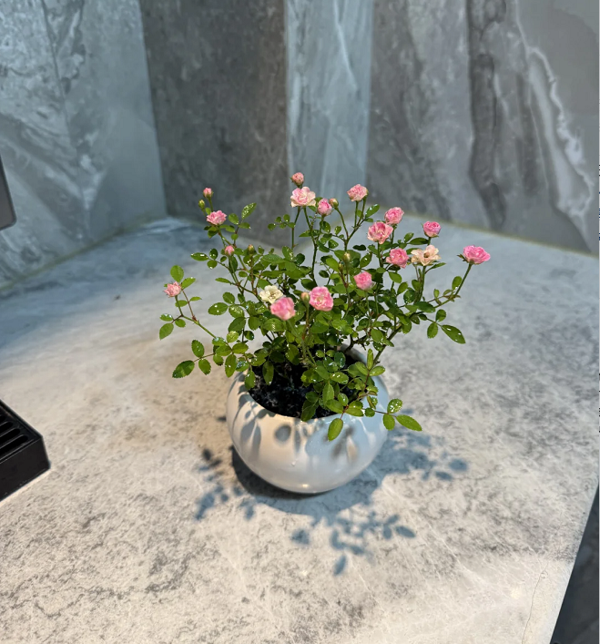 Rosa 'Suehime' Seeds