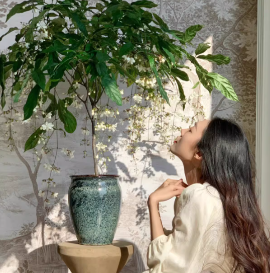 🌸Weeping Jasmine Seeds - White Jade Butterfly🌿❄️