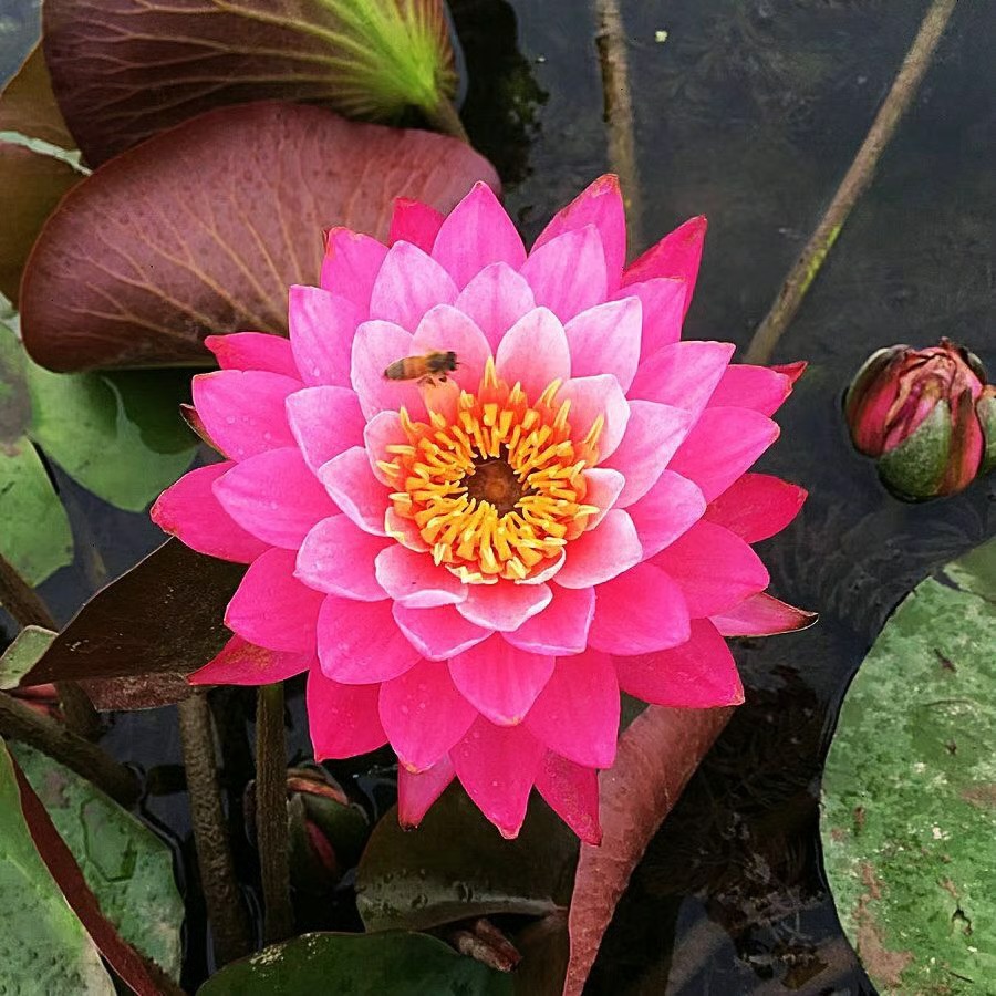 🌸 Hydroponic Lotus — Fresh, Simple & Beautiful