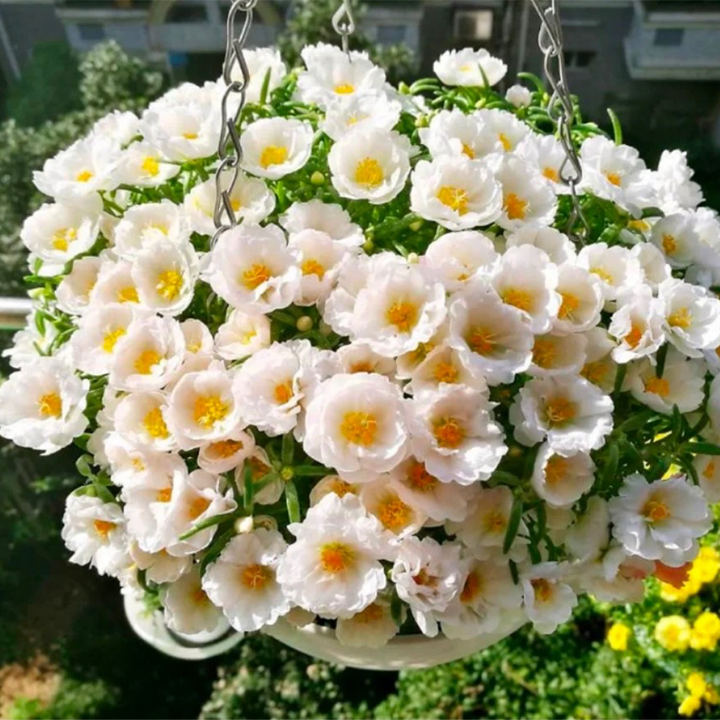 Heavy Petals Pine Leaf Peony