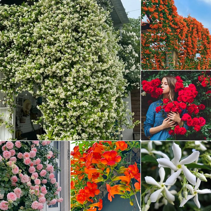 Mixed Climbing Flower Seeds -Over 30 kinds mixed